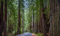 How to Plan Your Adventure on the ‘Redwood Highway’ in California
