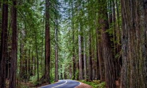 How to Plan Your Adventure on the ‘Redwood Highway’ in California