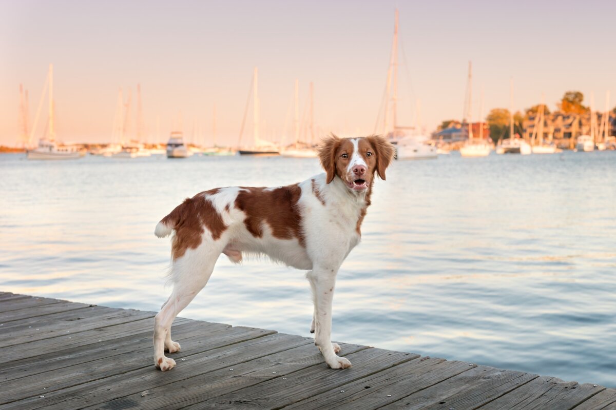 Many countries ban cosmetic tail docking, or amputation of the tail, because the risks of long-term problems are greater than any perceived cosmetic benefit. (Danielle W Press/Shutterstock)