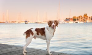 Tail Docking Causes Communication Challenges and Pain