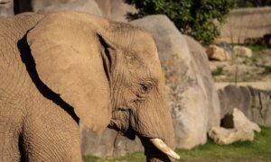 So Close You Can See Elephant Eyelashes? Welcome to San Diego’s Elephant Valley
