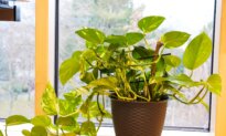 Green Thumb Awards