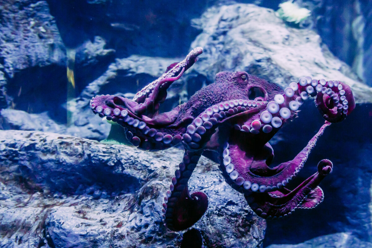 A giant Pacific octopus swims at the Darnell W. and Susan F. Boyd Aquarium & Reptile Conservation Center at Riverbanks Zoo & Garden in Columbia, South Carolina. (Photo courtesy of Riverbanks Zoo & Garden)