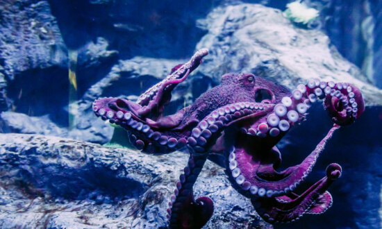 Zoos and Aquariums Set to Promote a Busy Year