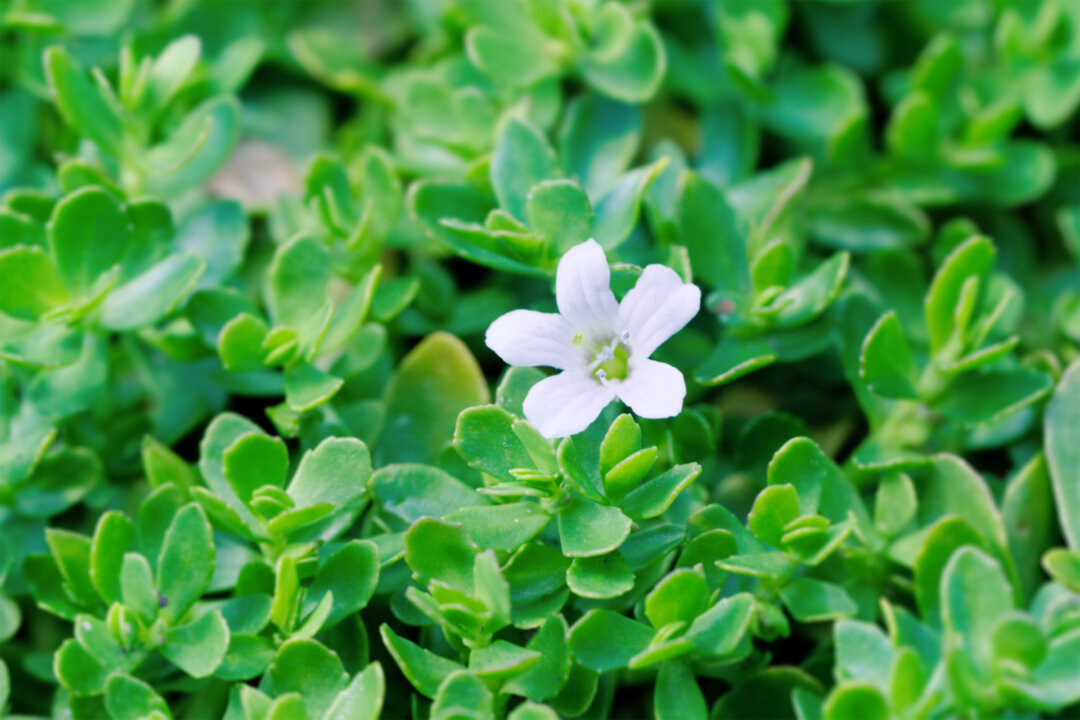 Bacopa monnieri.(ChWeiss/Shutterstock)