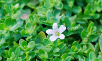 Bacopa: The 3,000-Year-Old Herb Sharpening Modern Minds