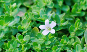 Bacopa: The 3,000-Year-Old Herb Sharpening Modern Minds