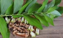 The Longevity Herb Polygonatum Root