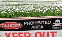 Health Alert After Thieves Steal ‘Toxic’ Poppy Plants