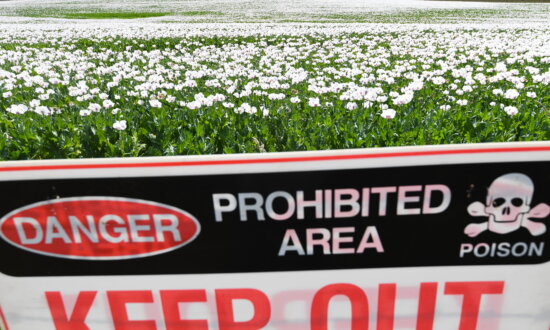 Health Alert After Thieves Steal ‘Toxic’ Poppy Plants