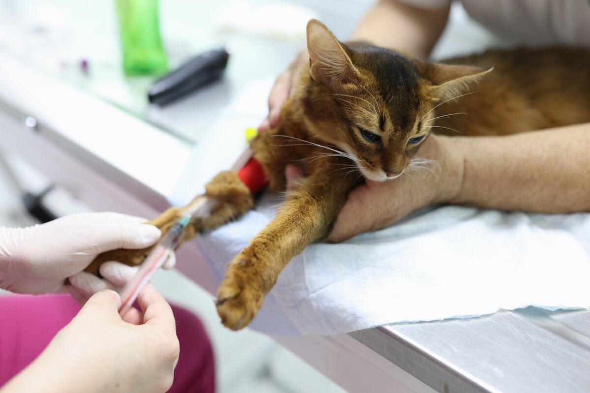 Surprisingly, 15 percent of ostensibly healthy cats have cardiomyopathy. So getting your cat's blood tested can potentially save its life. (megaflopp/Shutterstock)