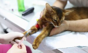 Simple Blood Test Detects Heart Disease in Cats