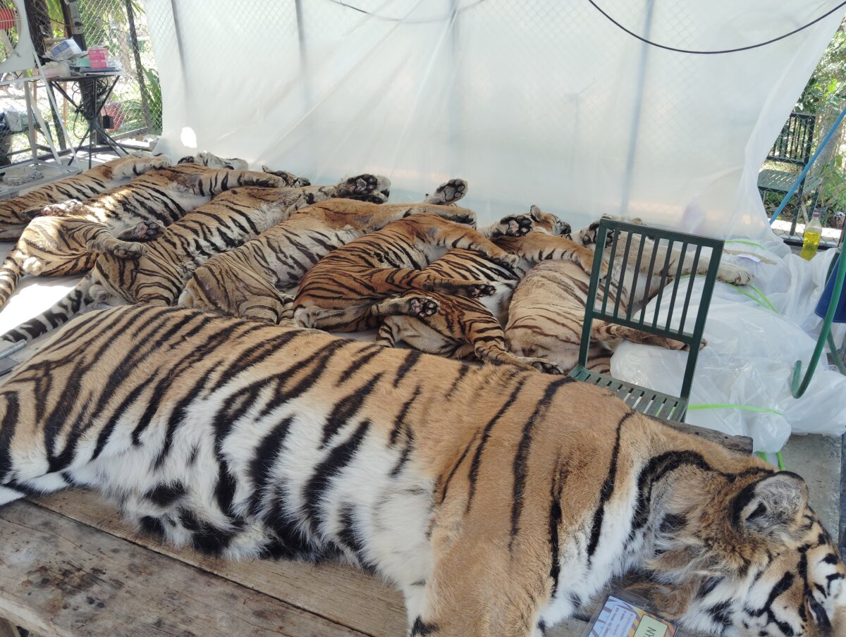 In this handout released by Tiger Kingdom sanctuary in Chiang Mai, dodies of dead tigers are laid in preparation for autopsy near a crematorium in Tiger Kingdom Learning Center in Chiang Mai, Thailand, on Feb. 12, 2026. (Tiger Kingdom sanctuary in Chiang Mai via AP)