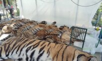 Thai Officials Say 72 Tigers at Tourist Parks Died of Canine Distemper, Allaying Bird Flu Fears