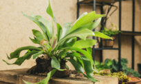 Staghorn Ferns