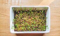 How to Grow Nutrient-Packed Microgreens and Sprouts at Home