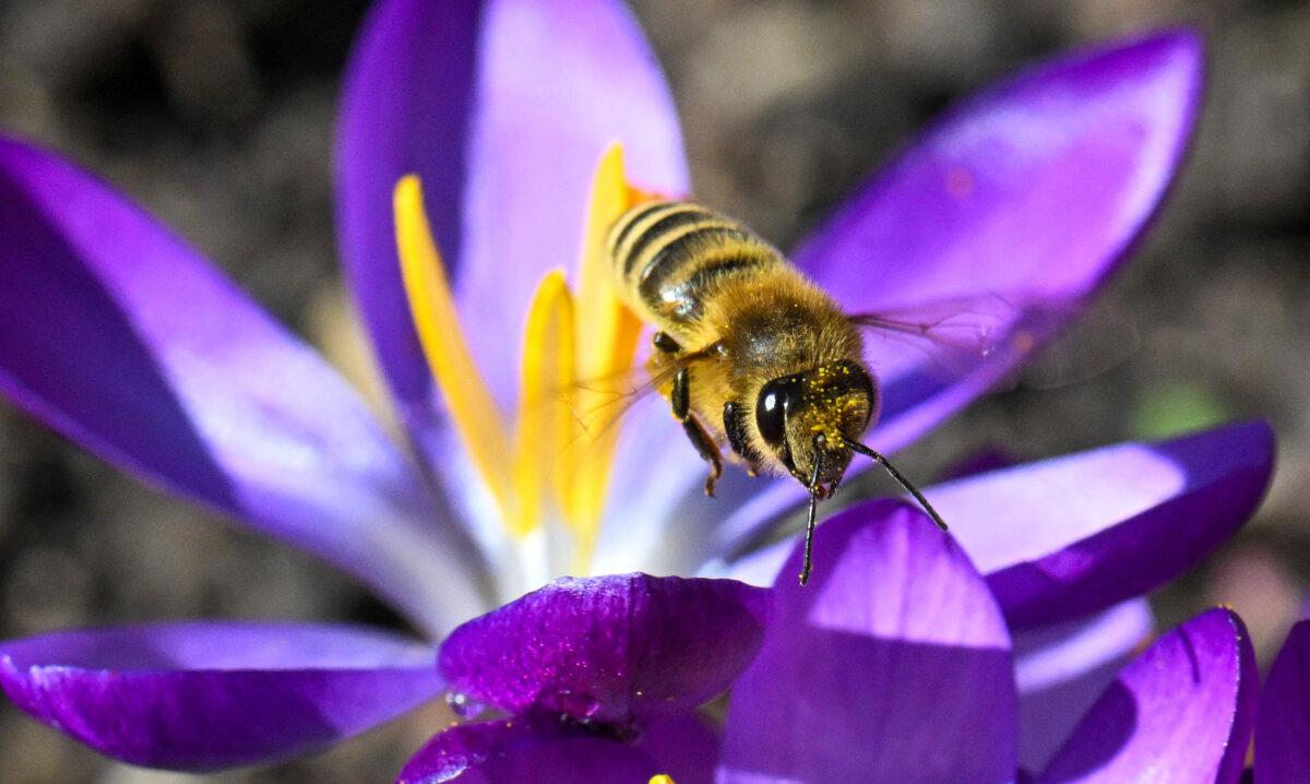A honey bee collects pollen on the blossom of a crocus in Ludwigsburg, southern Germany, on Feb. 25, 2026. (Thomas Kienzle/AFP via Getty Images)