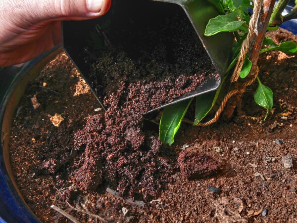 Clever Ways to Reuse Coffee Grounds