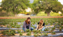 Eat Real Food, Arizona