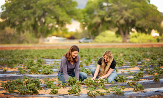 Eat Real Food, Arizona