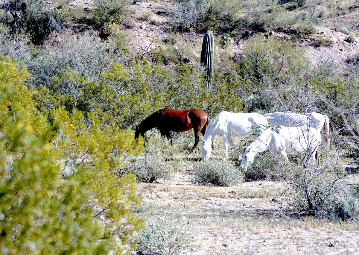 A band of wild horses feeds on wild grass within the Tonto National Forest near McDowell, Ariz., on Feb. 27, 2026. (Allan Stein/The Epoch Times)