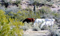 Arizona Wild Horse Advocates Win State Contract for Humane Removal