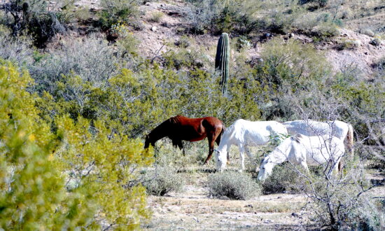 Federal Judge Temporarily Halts Removal of Wild Horses in Arizona