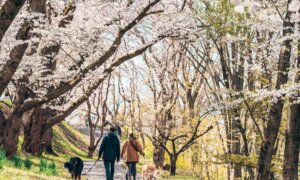 Spring Fatigue: What’s Draining Your Energy and How to Get It Back