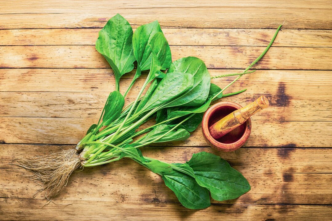 (Mykolal Mykolal/Shutterstock)