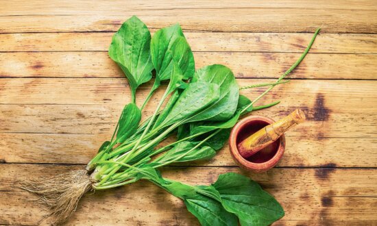 The Backyard Weed That Heals Wounds and Soothes the Gut