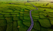 Australia Could Feed 50 Million With Rice, so Why Is Its Largest Producer Struggling?