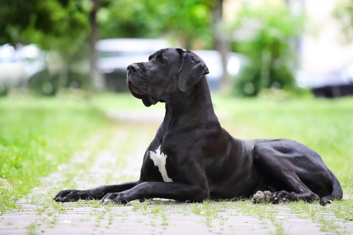 GDV is most common in large- and giant-breed dogs with chests that are much taller/deeper than they are wide. Great Danes are at highest risk. (Dulova Olga/Shutterstock)