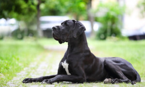 Gastropexy Prevents Dog’s Stomach From Twisting