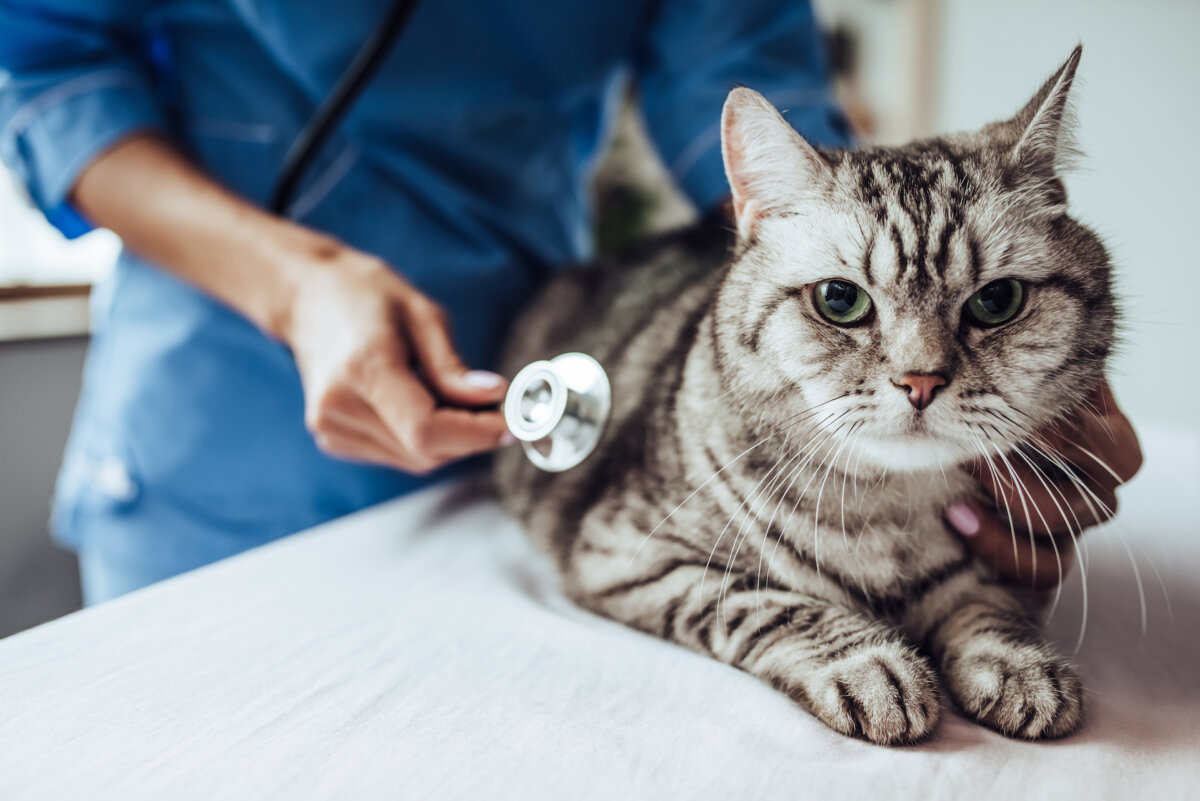 Pet cats can feel stressed during veterinary appointments. (4 PM production/Shutterstock)