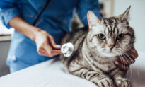 Anti-Anxiety Medication Helps Cat Relax at Animal Hospital
