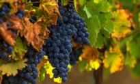Merlot Resurrected