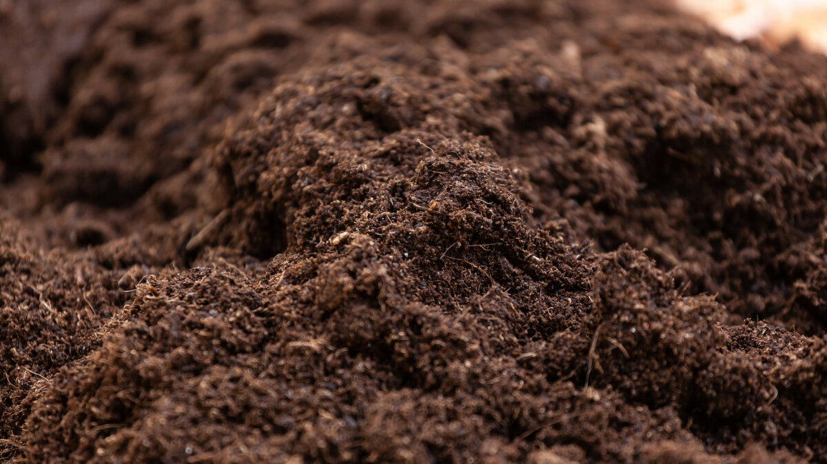 Good soil is the foundation for plant health. (Antonio Gravante/Shutterstock)
