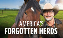 The Shocking Decline of America’s Wild Horses