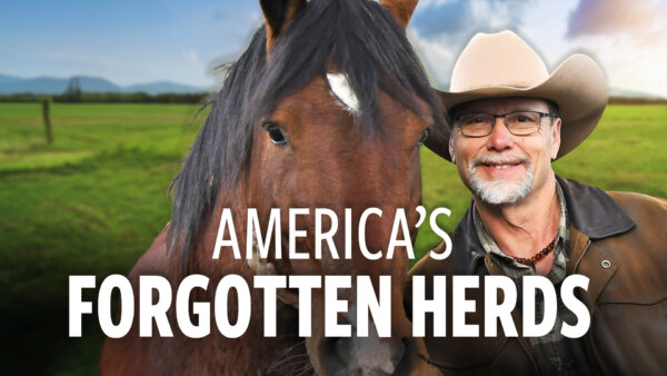 The Shocking Decline of America's Wild Horses