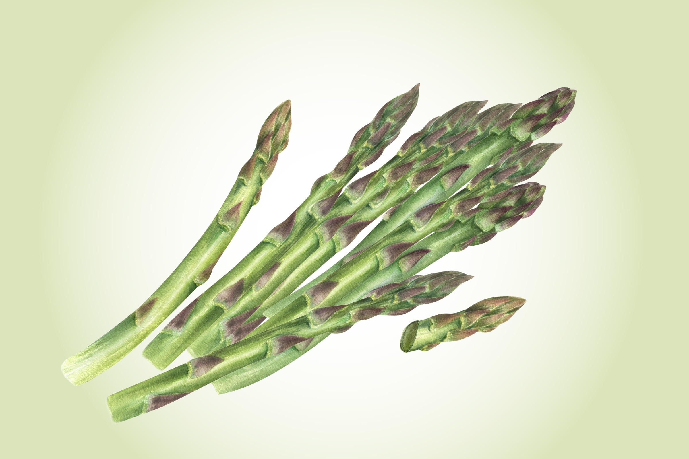 Asparagus: An Antioxidant-Packed Stalk That Benefits Gut and Bones–How to Get the Most of It