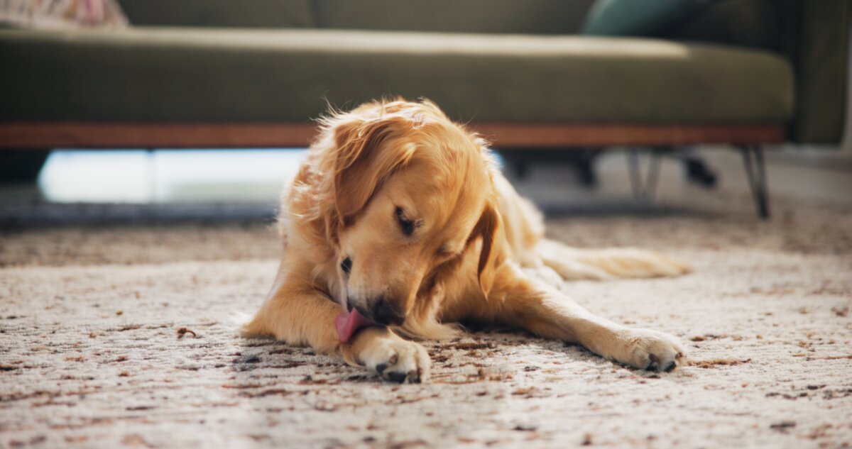 Dogs lick their wounds because it soothes them, just as it soothes us when we rub a sore hand or arm. (PeopleImages/Shutterstock)