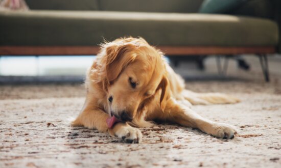 Dog Saliva Is Not Antiseptic