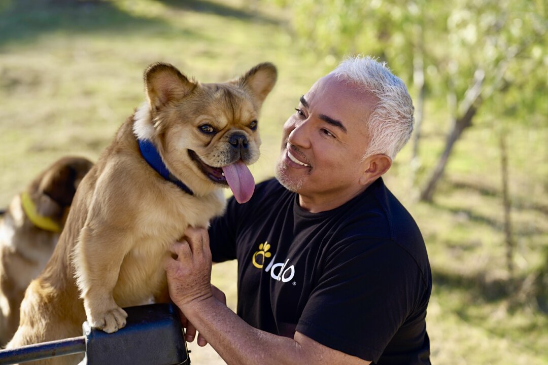 Dog Whisperer Cesar Millan Is Still the Leader of the Pack