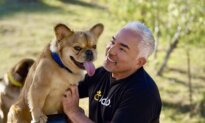 Dog Whisperer Cesar Millan Is Still the Leader of the Pack