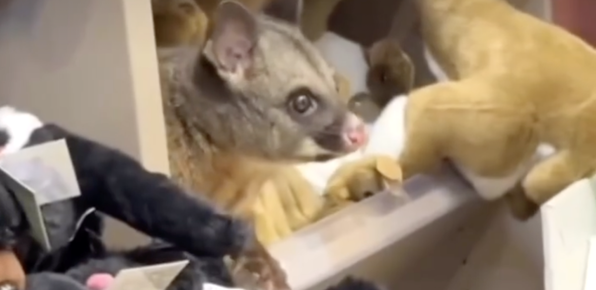 A browsing passenger first spotted a living brushtail possum on a shelf in a shop at Hobart Airport. (Screenshot/The Epoch Times)