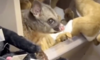 Real Possum Found Hiding Among Toys in Australian Airport Shop