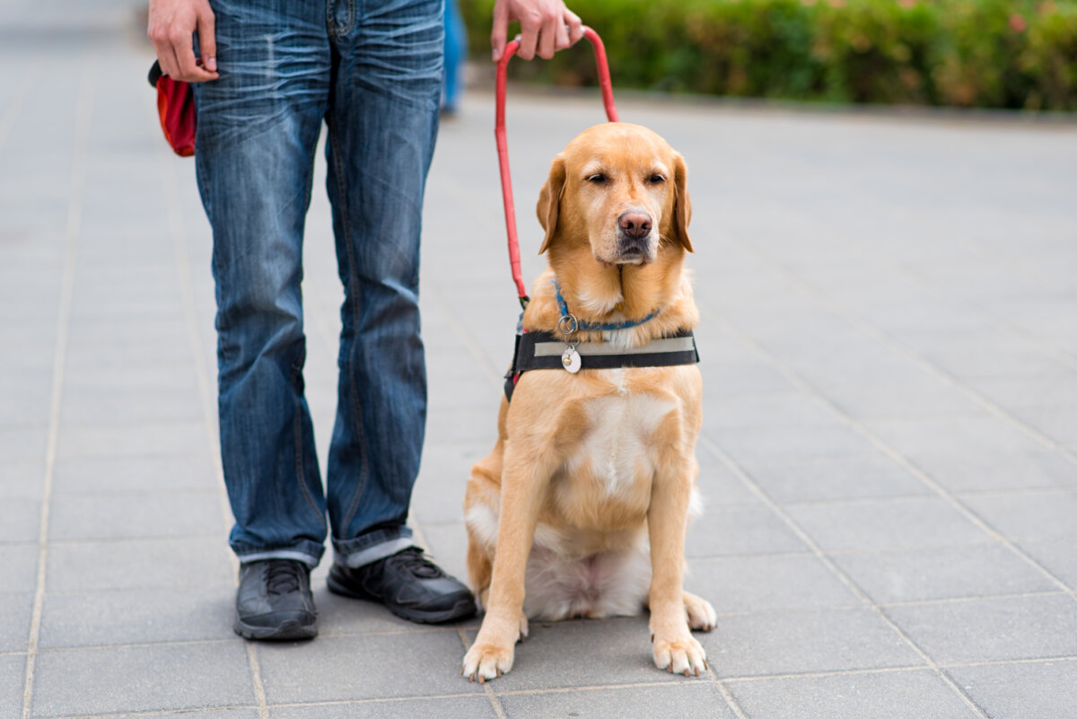 There are several ways your pet costs might qualify for a tax deduction on your 2025 return. (Dreamstime/TCA)
