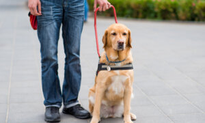 Can I Deduct My Pet on My Taxes?