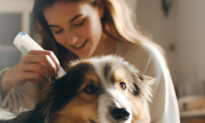 Trusted by Millions of Pet Owners: How Oneisall Is Simplifying Everyday Pet Care