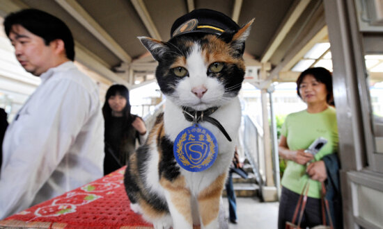 How to Meet Japan’s Stationmaster Cats